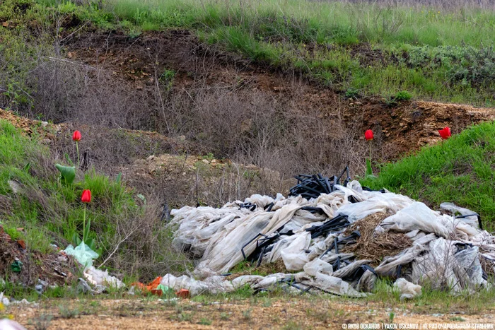 Завёл нелегальную птицеферму в лесу. Что по деньгам Животные, В мире животных, Редкий вид, Дикая природа, Природа России, Птицы, Хищные птицы, Сова, Сокол, Видео, Короткие видео, Длиннопост Завёл нелегальную птицеферму в лесу. Что по деньгам Животные, В мире животных, Редкий вид, Дикая природа, Природа России, Птицы, Хищные птицы, Сова, Сокол, Видео, Короткие видео, Длиннопост