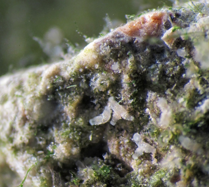 Видите на фотографии полипы? И я нет. А они есть!