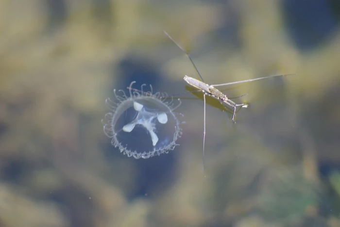 Наконец-то водомерка реально что-то мерит в воде!