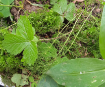 ������ �����