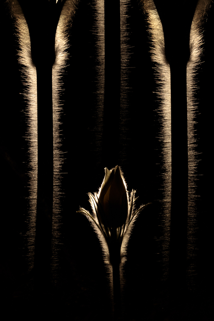 Canon EOS R, Canon RF 100/2.8L IS Macro. внутрикамерная мультиэкспозиция 3 кадра, ручной фонарь