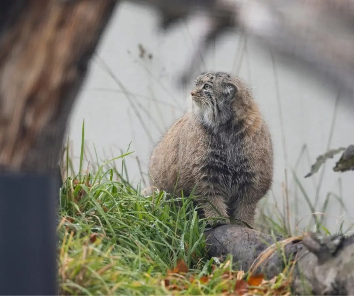 Фото взято из аккаунта зоопарка <a href="https://pikabu.ru/story/s_dnyukhoy_12882463?u=https%3A%2F%2Fwww.facebook.com%2Fphoto.php%3Ffbid%3D1145146850979400&t=Korkeasaaren%20el%26%23xE4%3Bitarha%20FB&h=6b82bd45bd9861c9bf74c1c5a0c287d1b018feea" title="https://www.facebook.com/photo.php?fbid=1145146850979400" target="_blank" rel="nofollow noopener">Korkeasaaren eläitarha FB</a>