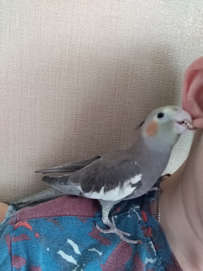 ������ ������� � �����������. ��������������