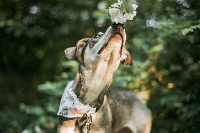 Щенок Лея в поисках дома