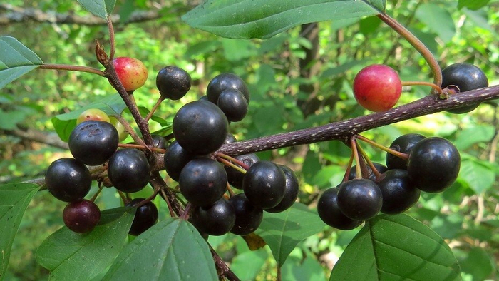 Я вам запрещаю это есть.