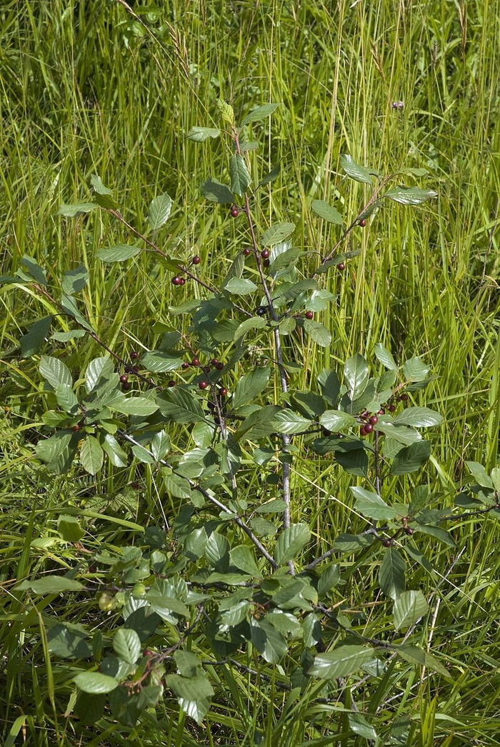 Такой маленький, а уже ядовитый..