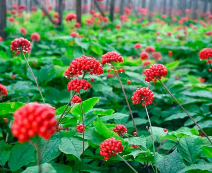 �������� ������������.