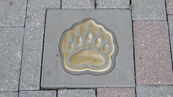 Медвежьи лапки по всему городу