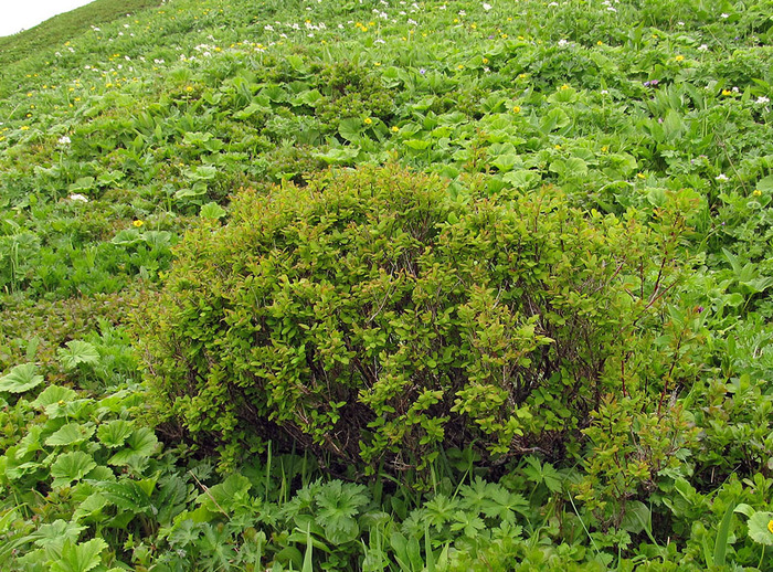    ,  .  . -   <!--noindex--><a href="https://pikabu.ru/story/yagodyi_chernika_12903614?u=http%3A%2F%2Fplantarium.ru&t=plantarium.ru&h=a99e55320aea562513d8f75971d3e7338d0dbe18" title="http://plantarium.ru" target="_blank" rel="nofollow noopener">plantarium.ru</a><!--/noindex-->.