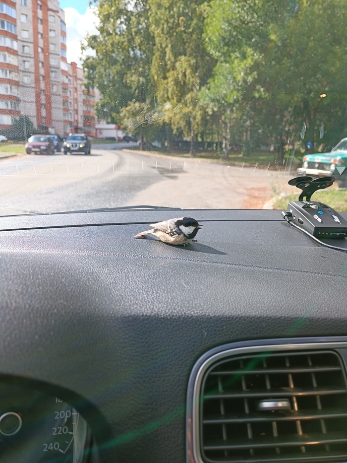 ������ ���������