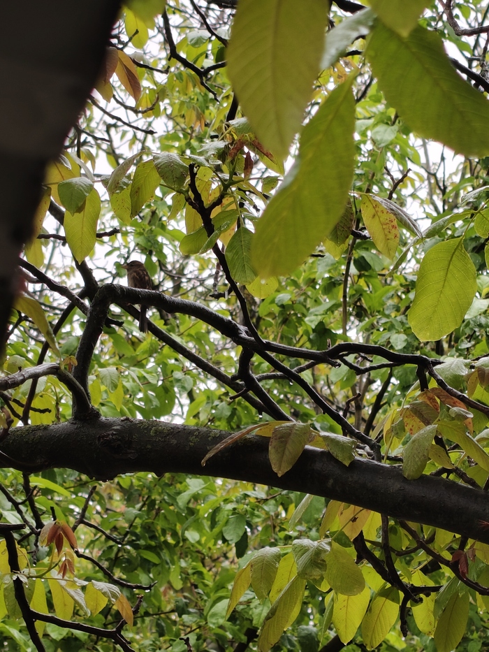 х6 увеличение