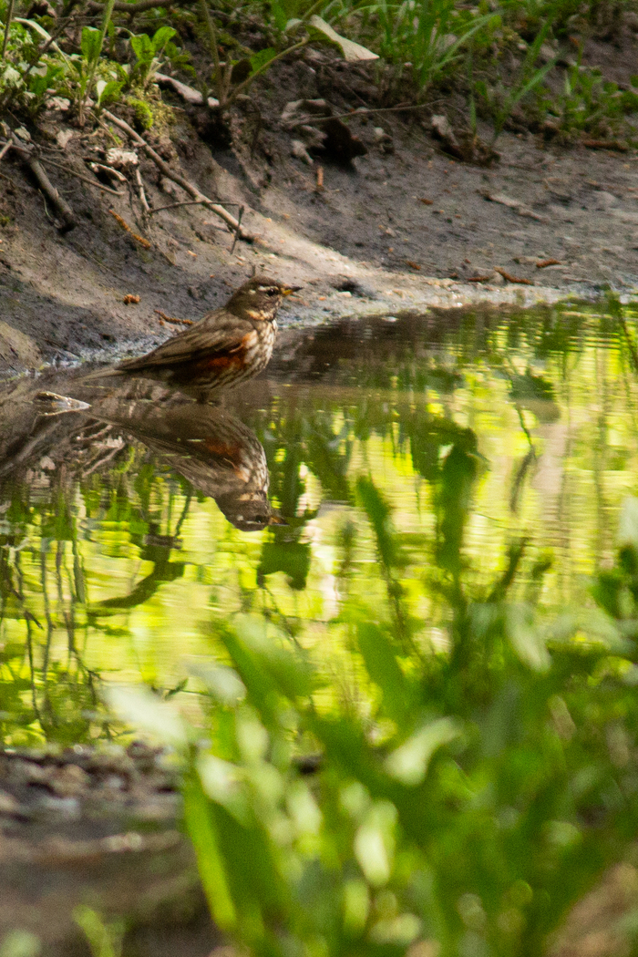 - , Canon 600d, , , , Canon, 
