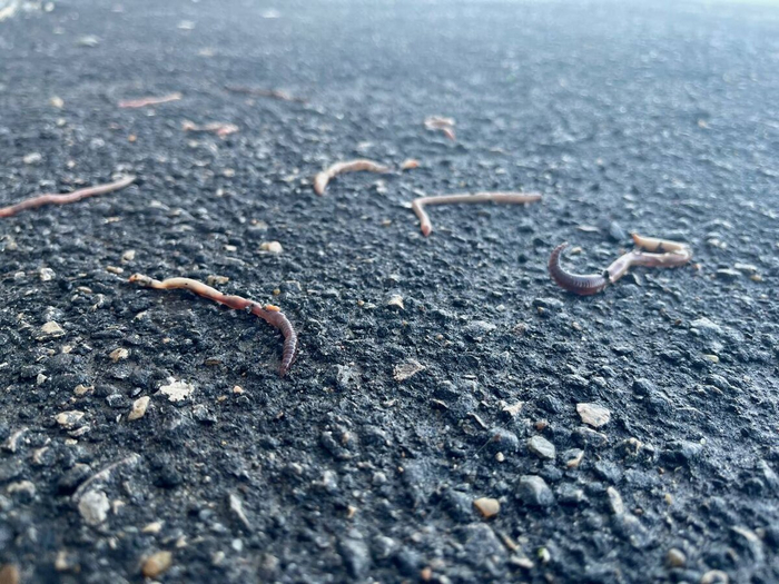 Хоть кто-то любит гулять в дождь!