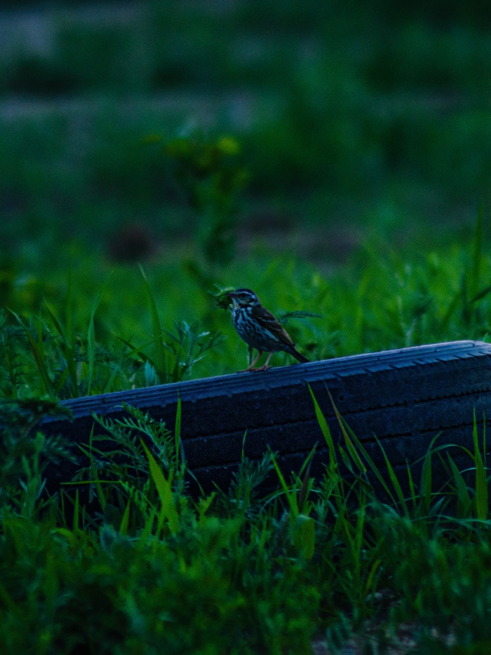 Певчий воробей и его небольшая сцена