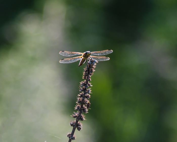 Стрекоза на сухостое