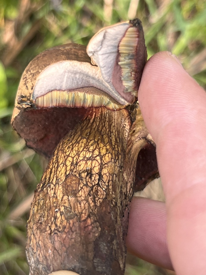   ? ,  , , 