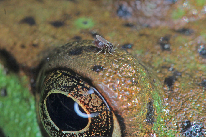 Амфибиям тоже достаётся от кровососов.