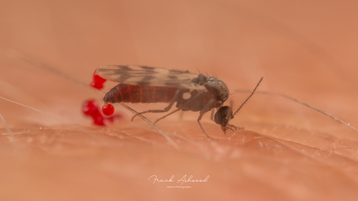 Если давление крови в сосуде слишком высоко, мокрецу приходится сливать часть жидкости, чтобы случайно не лопнуть.