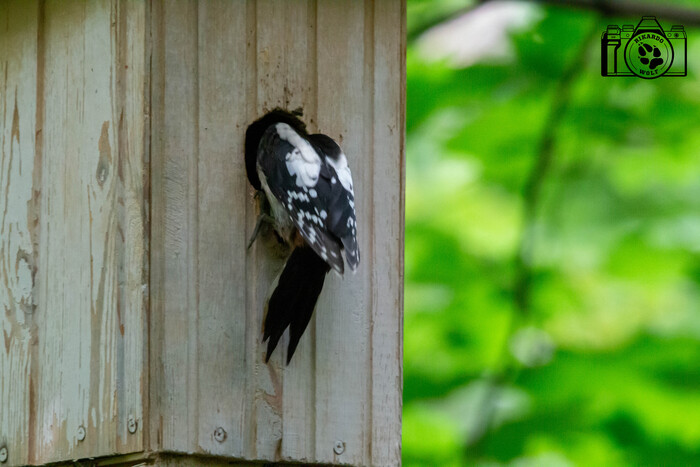 Кто-нибудь дома? Я спрашиваю: Эй, кто-нибудь дома?