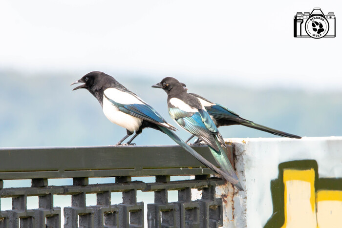 Семейство сорок