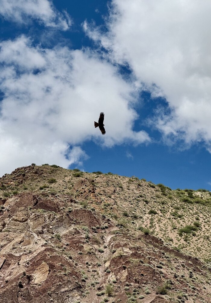 Коршун осматривает окрестности