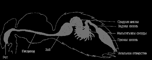 Расширенный зобик может занимать большую часть брюшка.