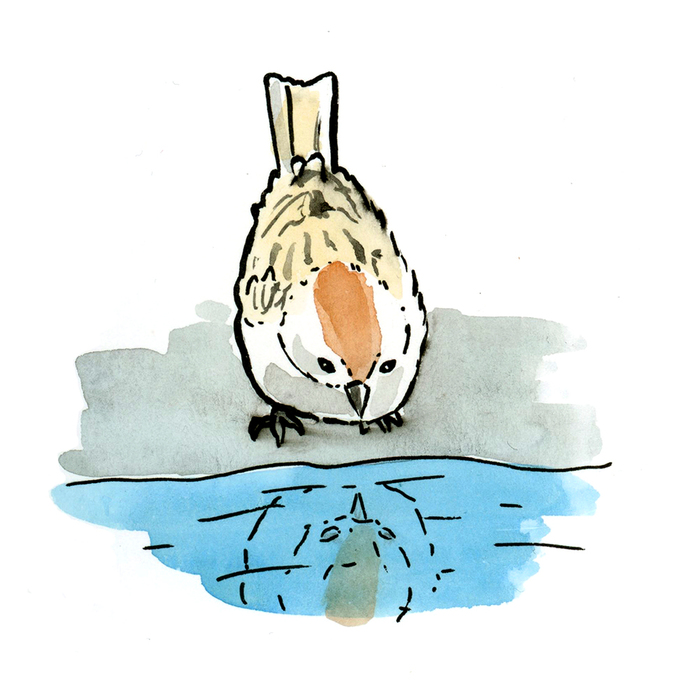   , , , , , Falseknees, 