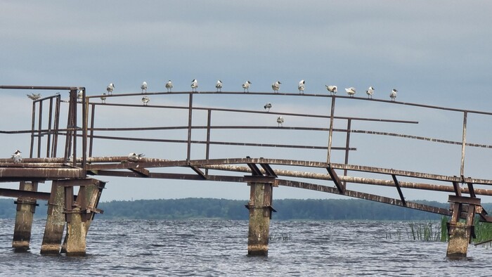 Вотчина чаек. Похоже, здесь у них центральный офис.