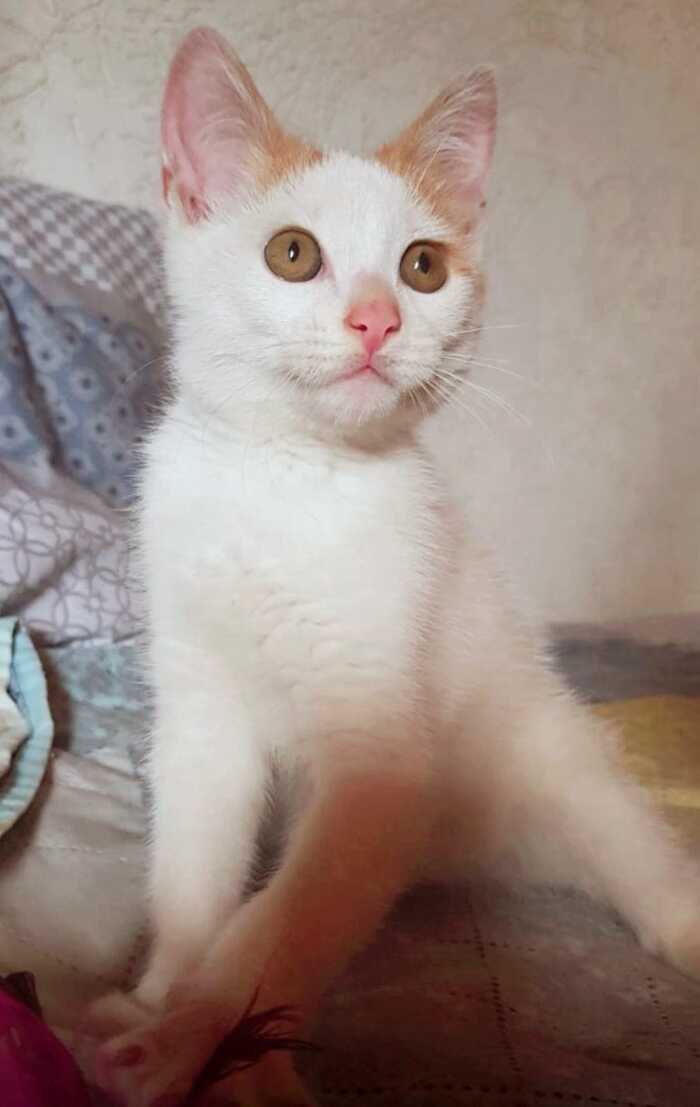       ,  ,  , ,  , , ,  (), , 