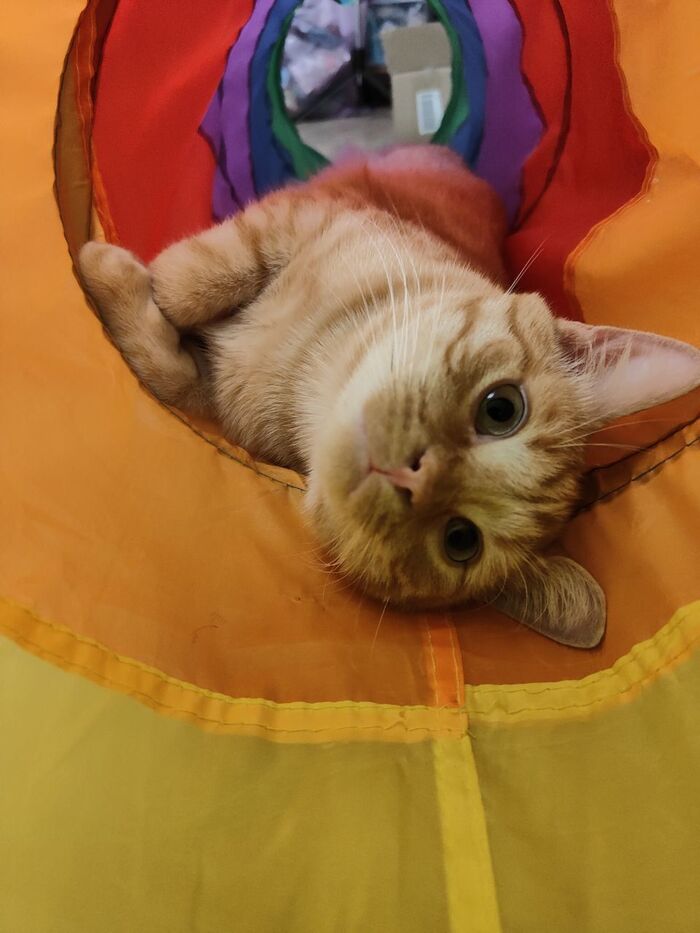     ,      .       ,  ,  , , -, , ,  ,  