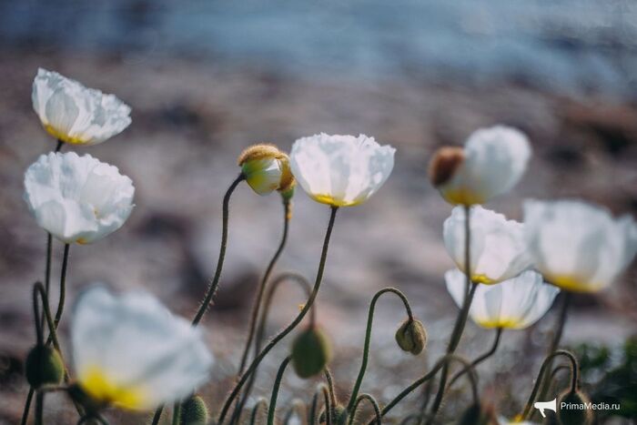    <!--noindex--><a href="https://pikabu.ru/story/mak_sokolovskoy_12911867?u=http%3A%2F%2FPrimaMedia.ru&t=PrimaMedia.ru&h=20f3587cc6cf1ccfd0954f22d7b4e2fd99f2430b" title="http://PrimaMedia.ru" target="_blank" rel="nofollow noopener">PrimaMedia.ru</a><!--/noindex-->.