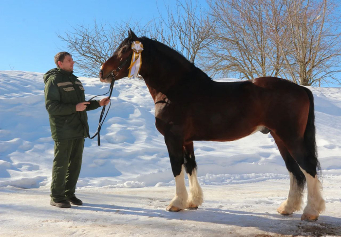 Халиф - многократный чемпион и просто красавец - тоже завоевал достойное звание лучшего среди тяжеловозов владимирской породы