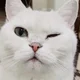 ����� ����� ������ ���� �����������