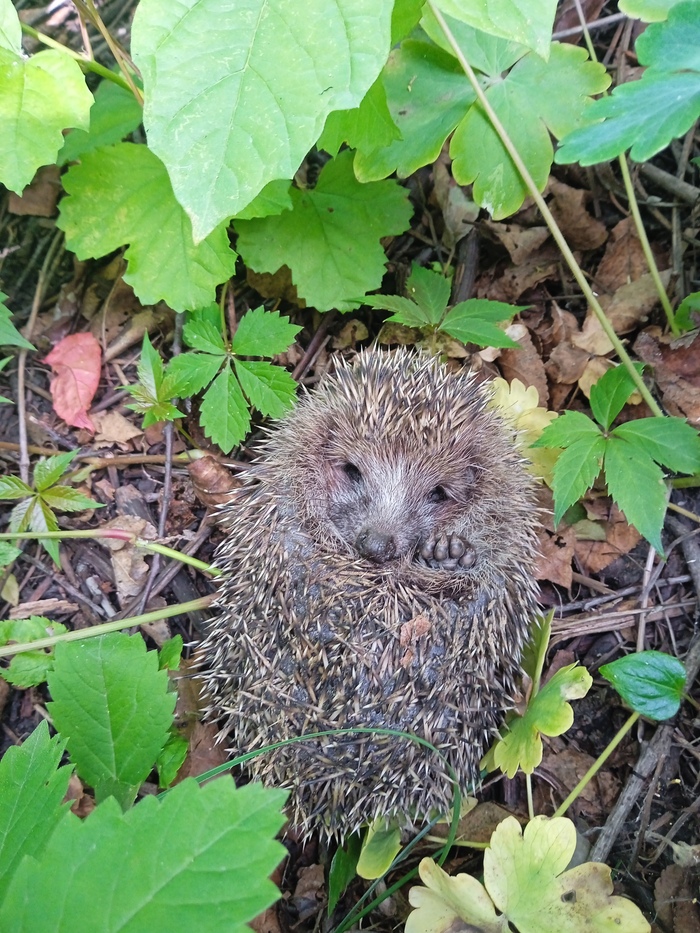 Ёж передаёт привет)