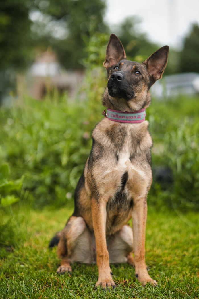 Дори, тот самый щенок которого вернули ( очень ласковая , больше не вырастет , весит около 15 кг)
