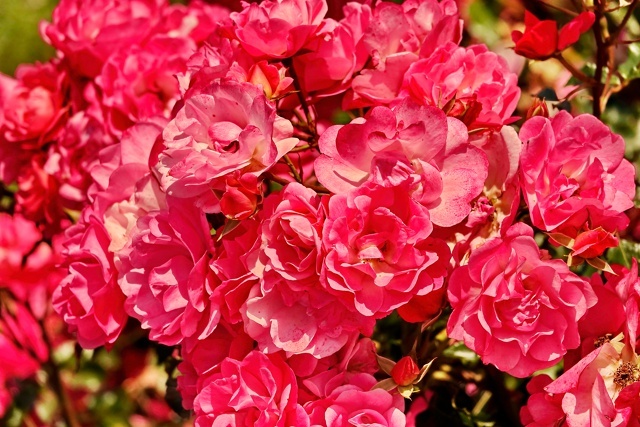 Прекрасные красные розы