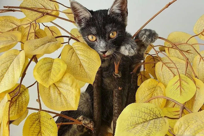 ,  :  .  . ,     , ,  ,  ,   (), 