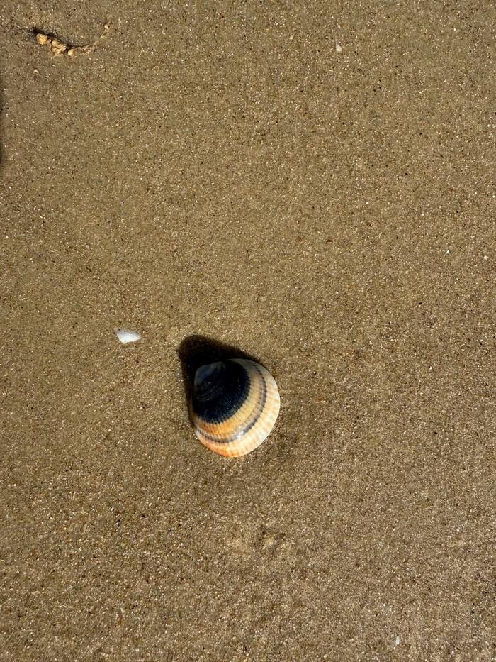 ����� ������������ ����� �������