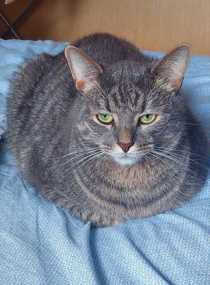 Привет из дома от котенка Чарли, которого я не дала утопить в августе 2023