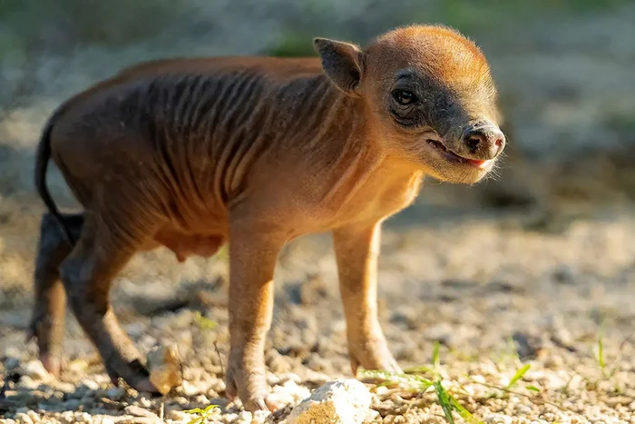 Медленное самоубийство для лентяев: клыки пробивающие собственный череп Редкий вид, В мире животных, Биология, Животные, Дикая природа, Длиннопост, Бабирусса Медленное самоубийство для лентяев: клыки пробивающие собственный череп Редкий вид, В мире животных, Биология, Животные, Дикая природа, Длиннопост, Бабирусса
