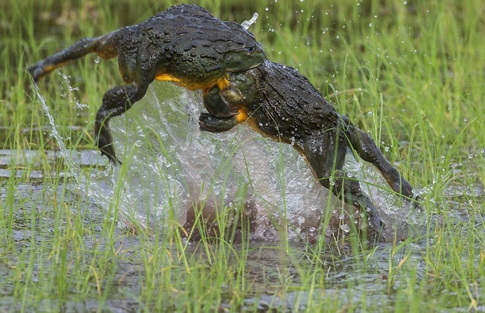 В открытую борьбу друг с другом вступают лишь матерые самцы. Молоденькие и неопытные юнцы собираются кучками возле луж, которые охраняют альфачи, и втихую поджидают самку.