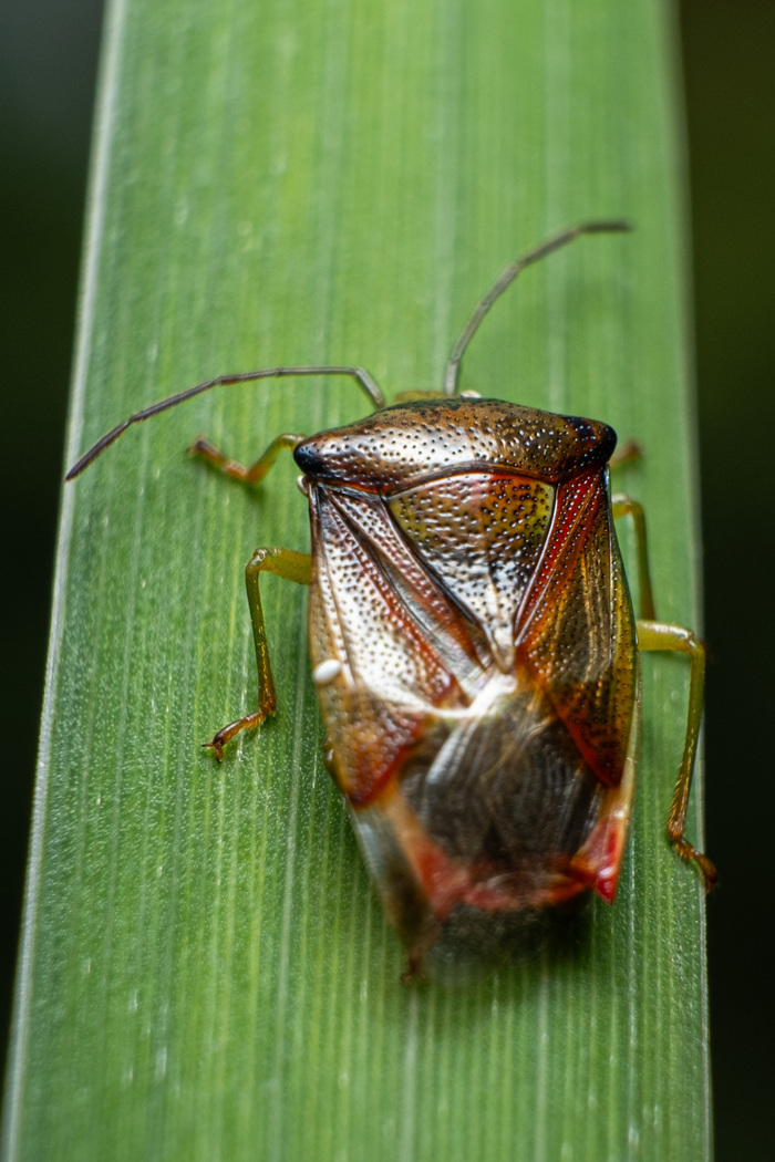  (Elasmostethus interstinctus) , , , 