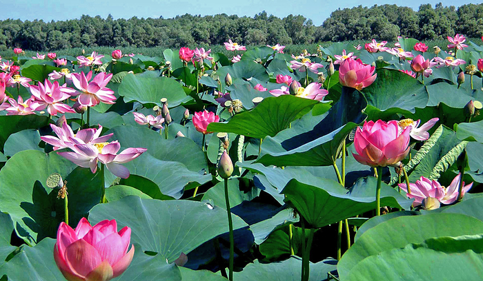     .    <!--noindex--><a href="https://pikabu.ru/story/lotos_12930599?u=http%3A%2F%2Flowvolga.ru&t=lowvolga.ru&h=9c1772df1de3684730621db9d848a40a29f1377d" title="http://lowvolga.ru" target="_blank" rel="nofollow noopener">lowvolga.ru</a><!--/noindex-->.