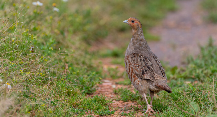 Рыбалка с куропаткой