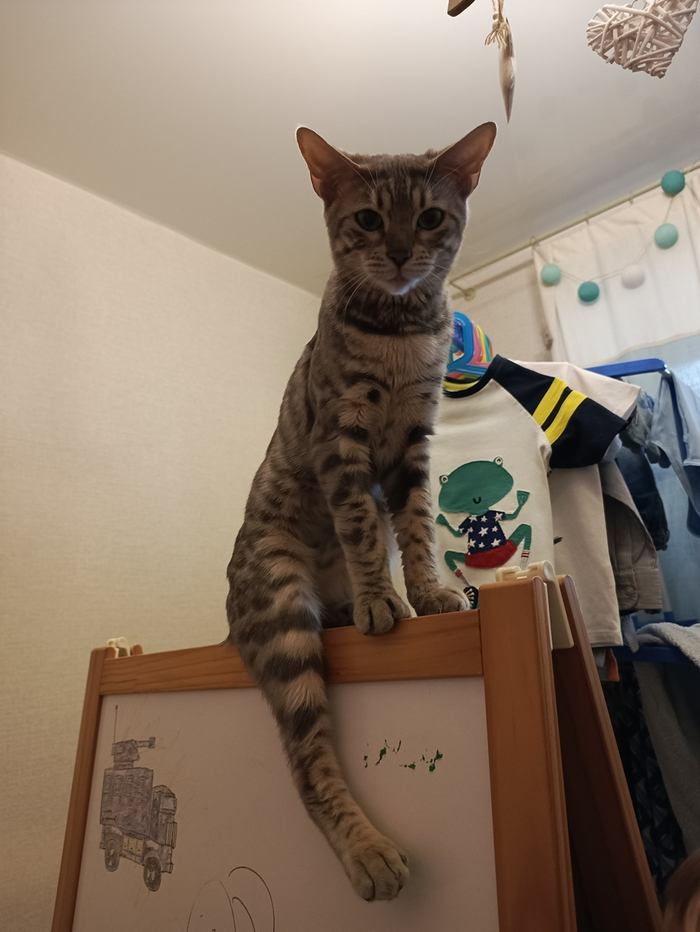 ������-���������