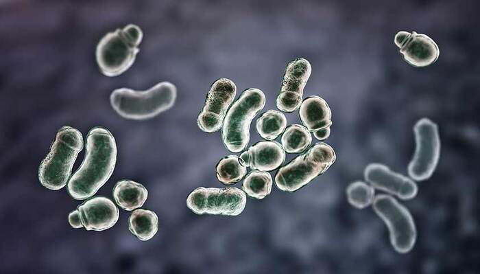 Округлые и почкующиеся грушевидные дрожжевые клетки и патологические удлинённые клетки - гифы (Гусаров прошу промолчать)