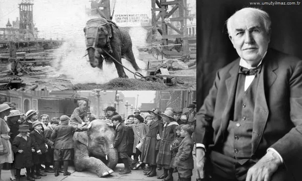     ("Electrocuting an Elephant")1903 . - ,     
