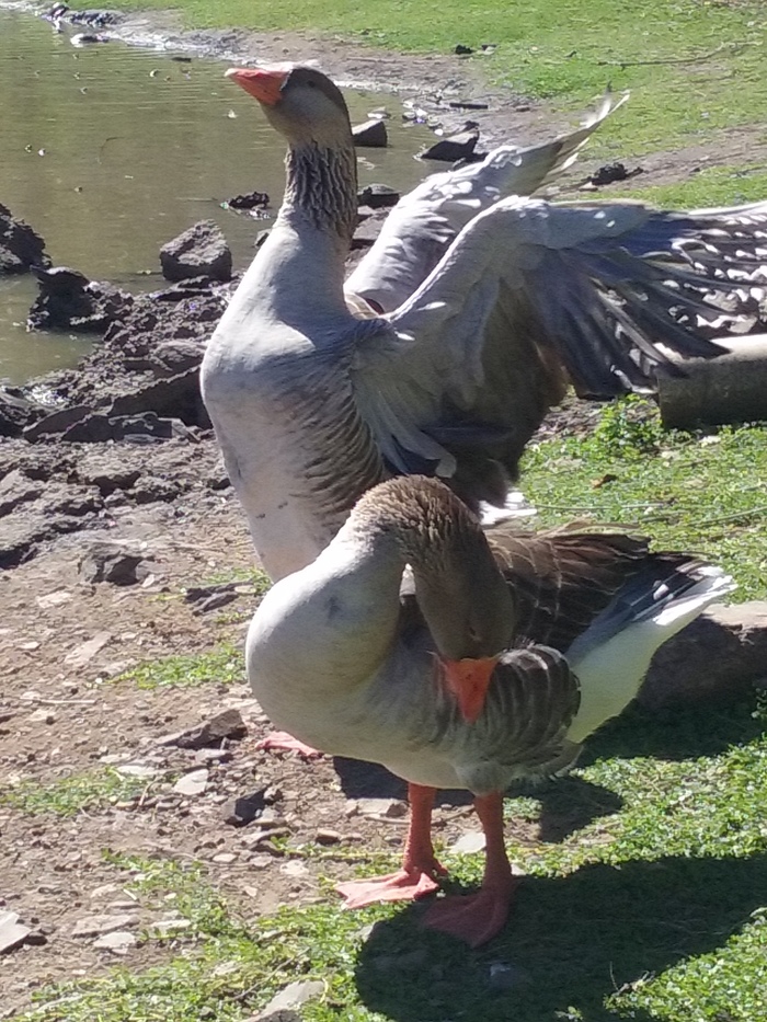 Geese enjoying the sunshine
