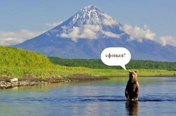 Potapych poses - Kamchatka, The Bears, The photo, Run fools, Greetings