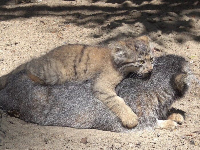 Мам, вставай!